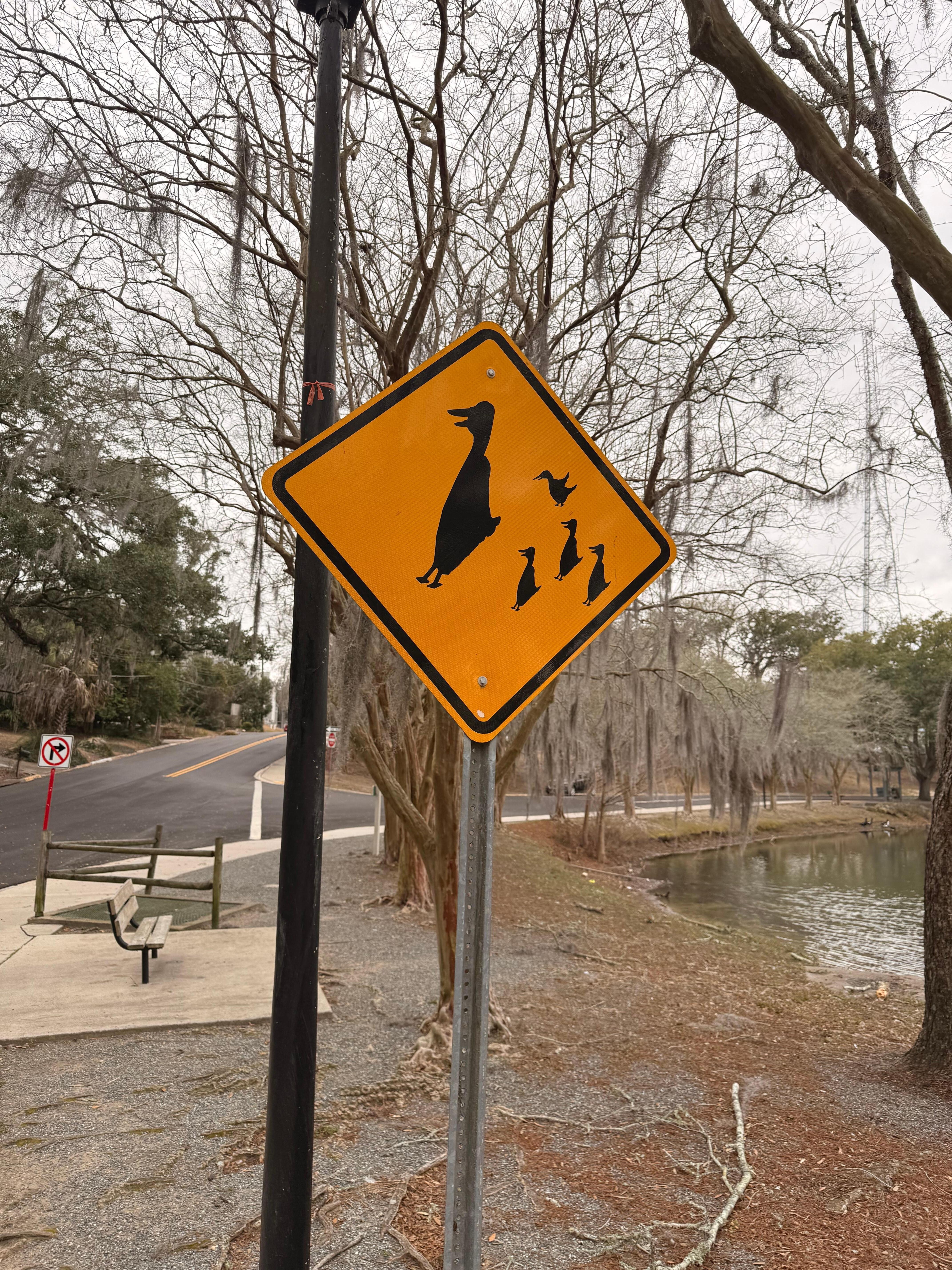 Lots of ducks and geese to feed.  What a great park.