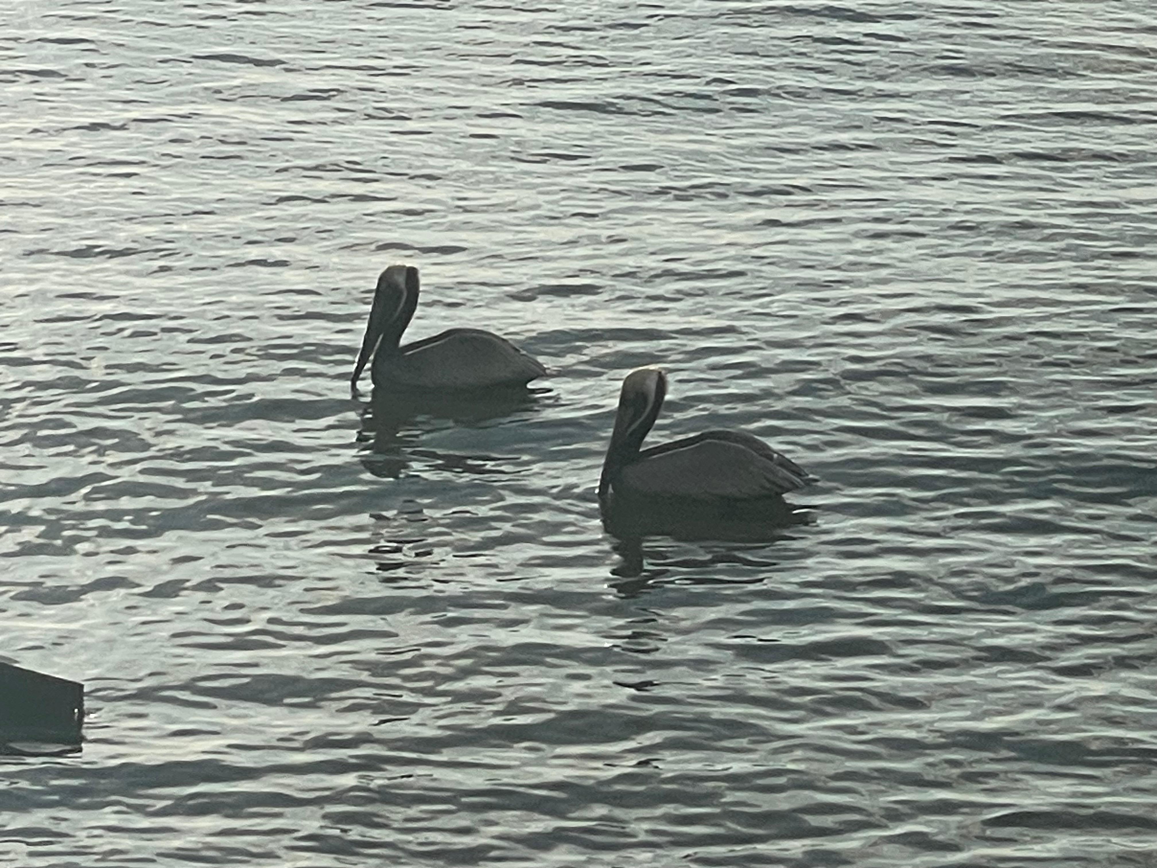 Pelican visitors by the pool