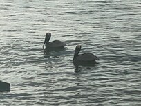 Pelican visitors by the pool