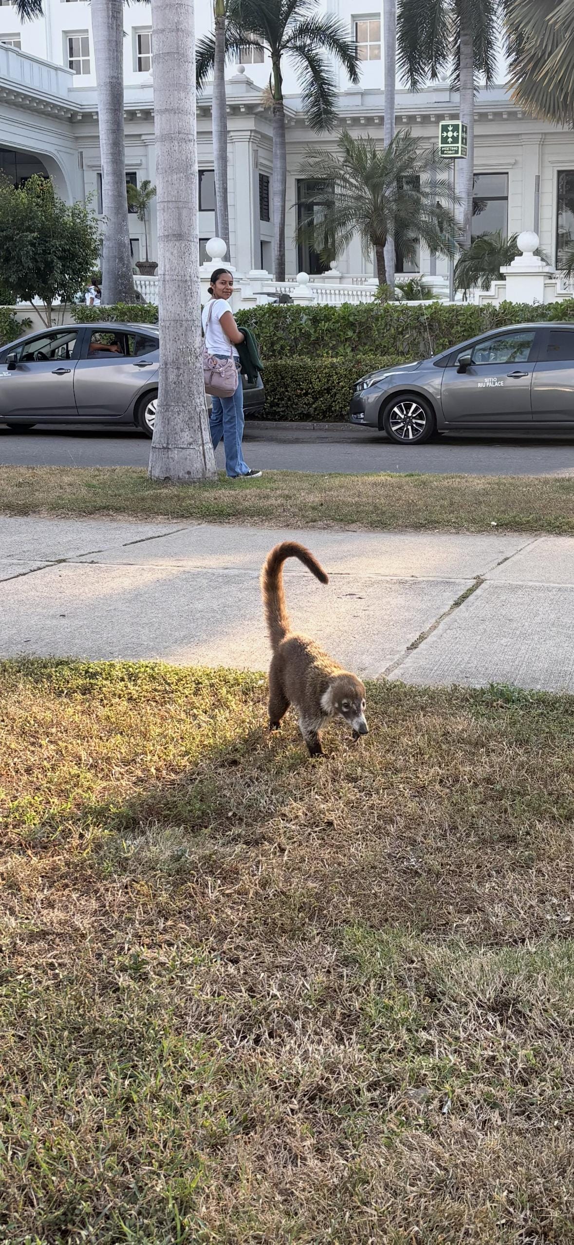 Neighbor Coati being cute, walking distant from unit