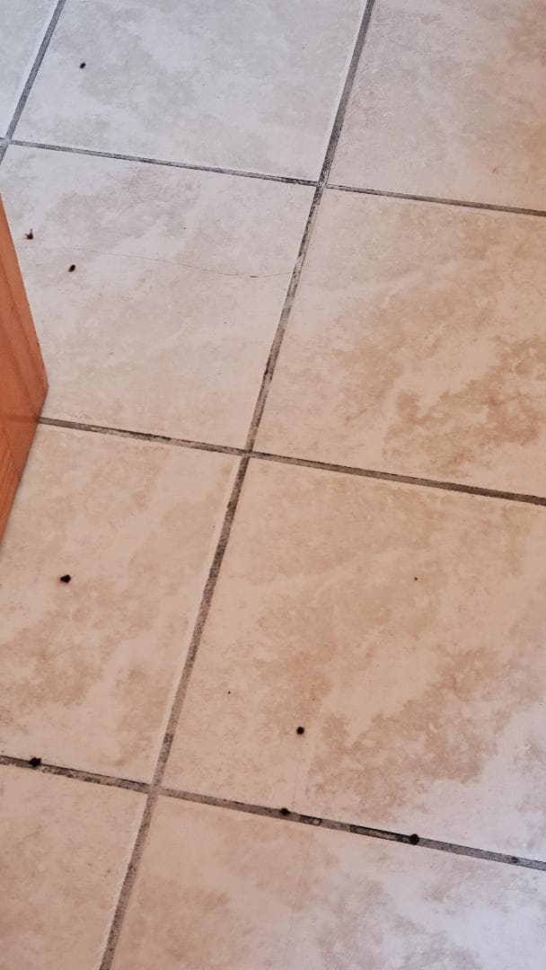Dead lady bugs on bathroom floor'
