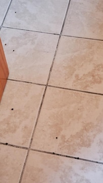 Dead lady bugs on bathroom floor'