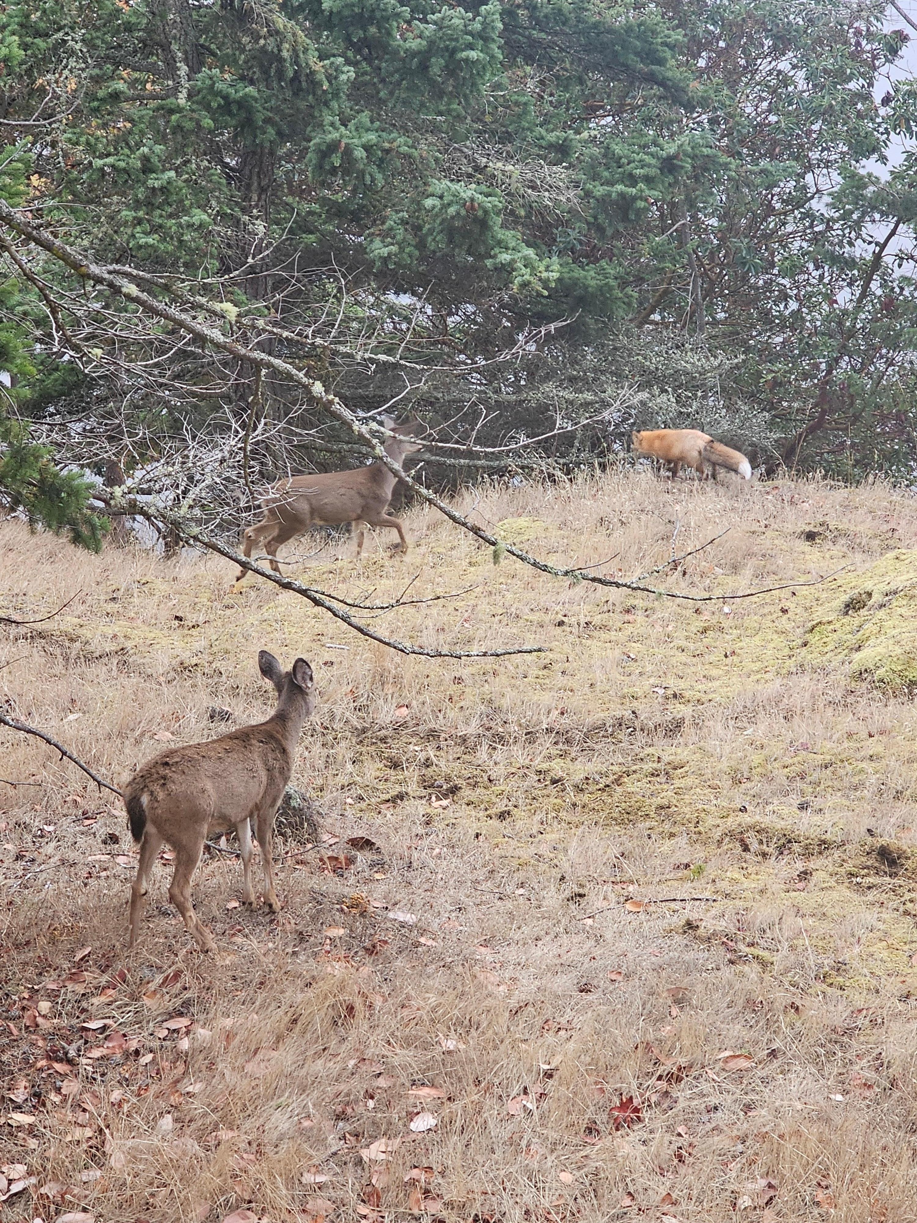 Black tail deer & fox 