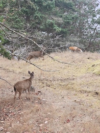 Black tail deer & fox