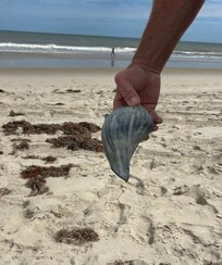 Super find on the beach!