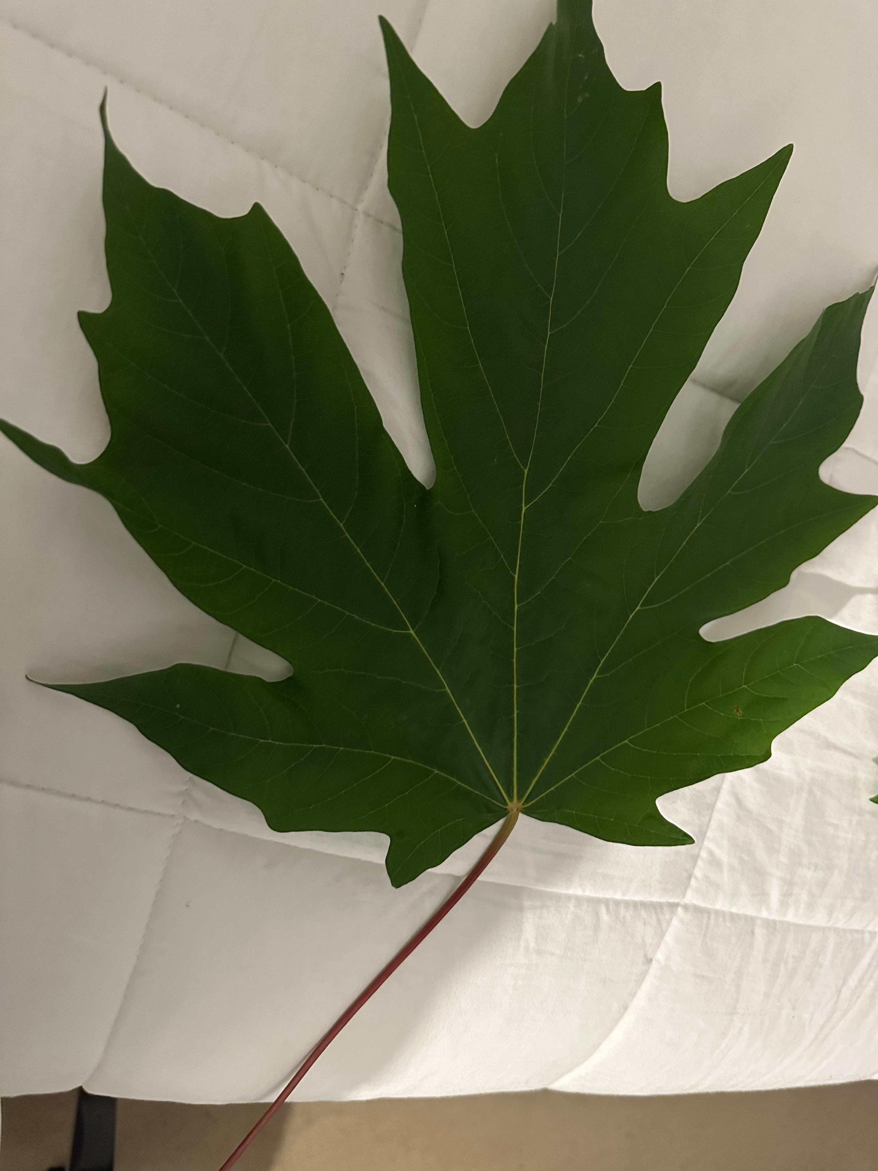 Maple leaf awesome