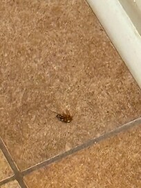 Roach 1 found in bathroom first day