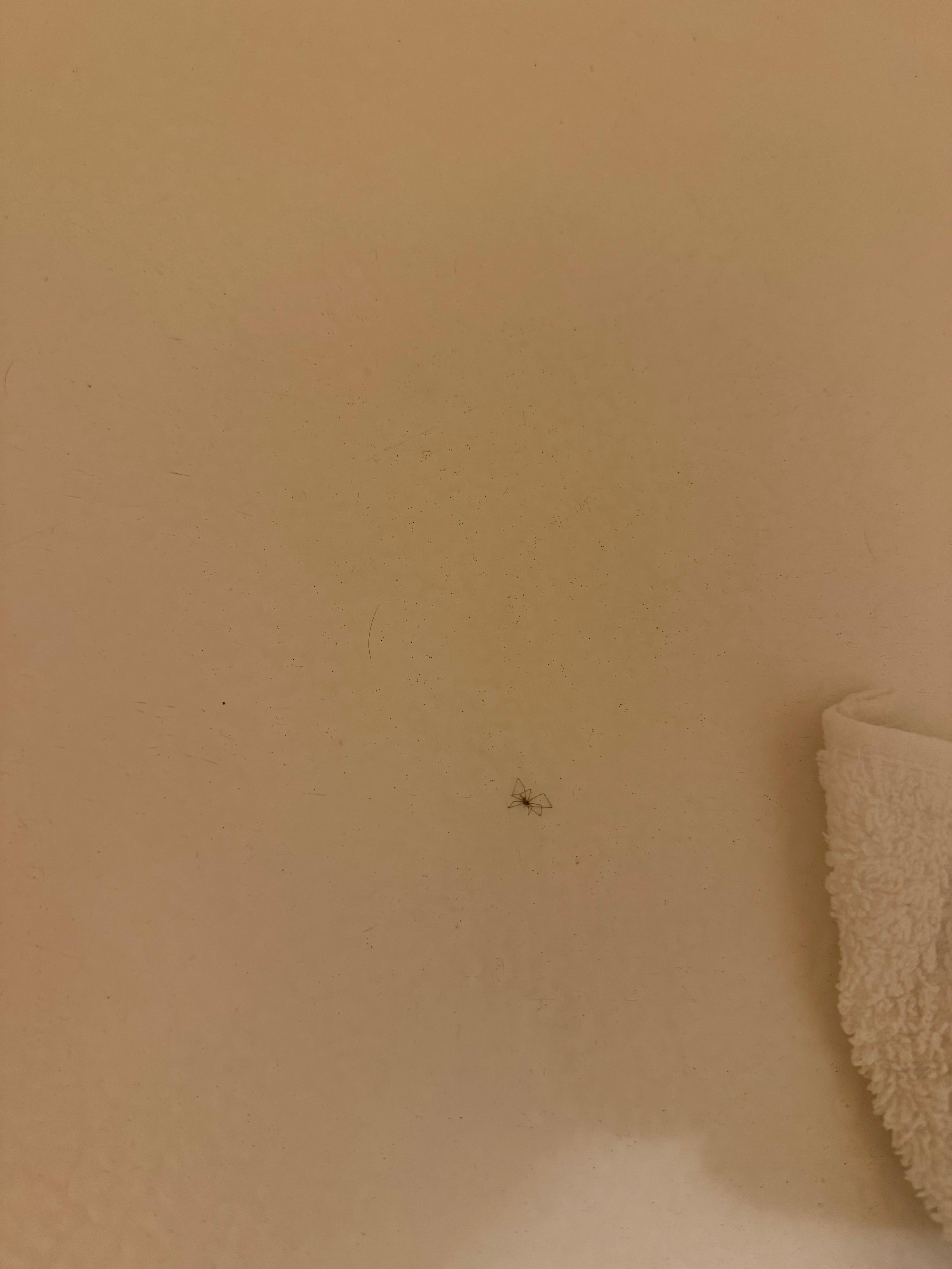 Bugs in bathtub