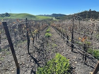 Right next to what I'd guess are pinot vines!