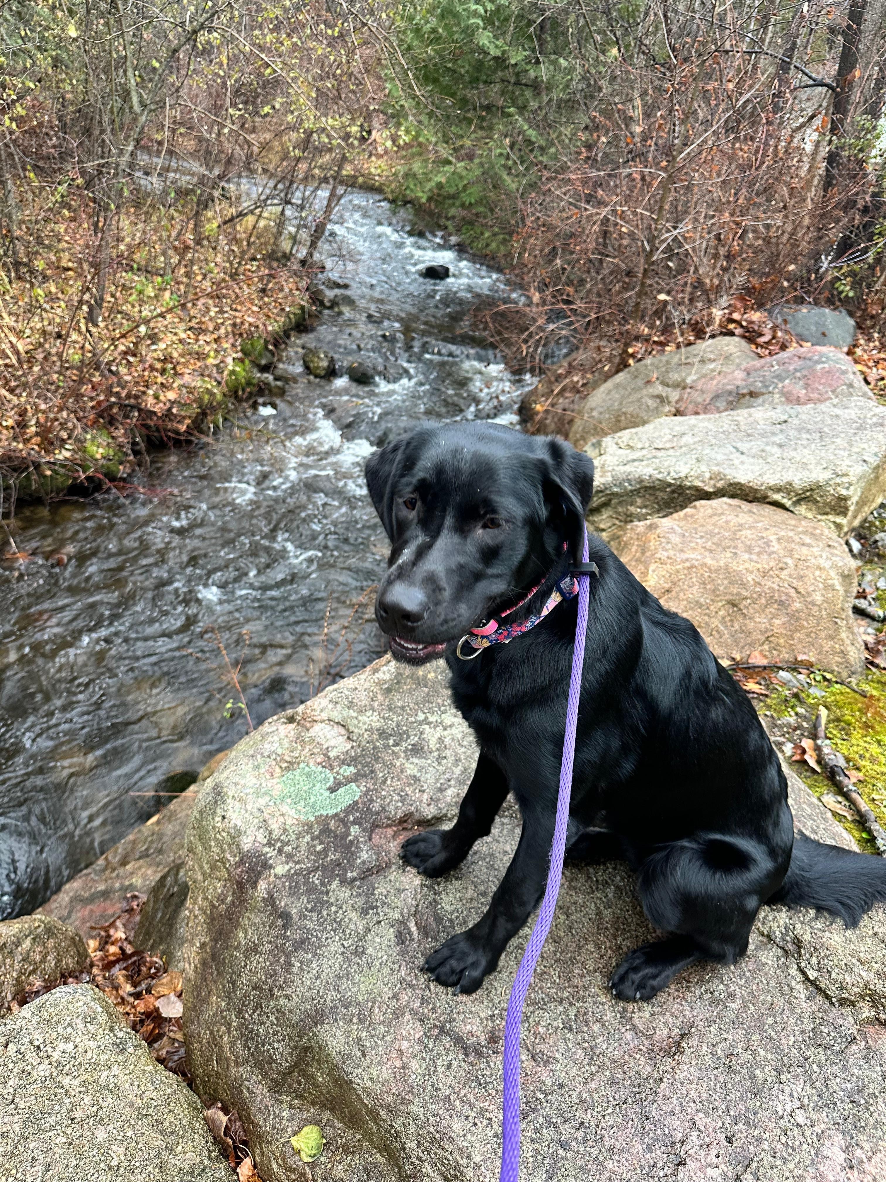 Beautiful creek right outside the back door!