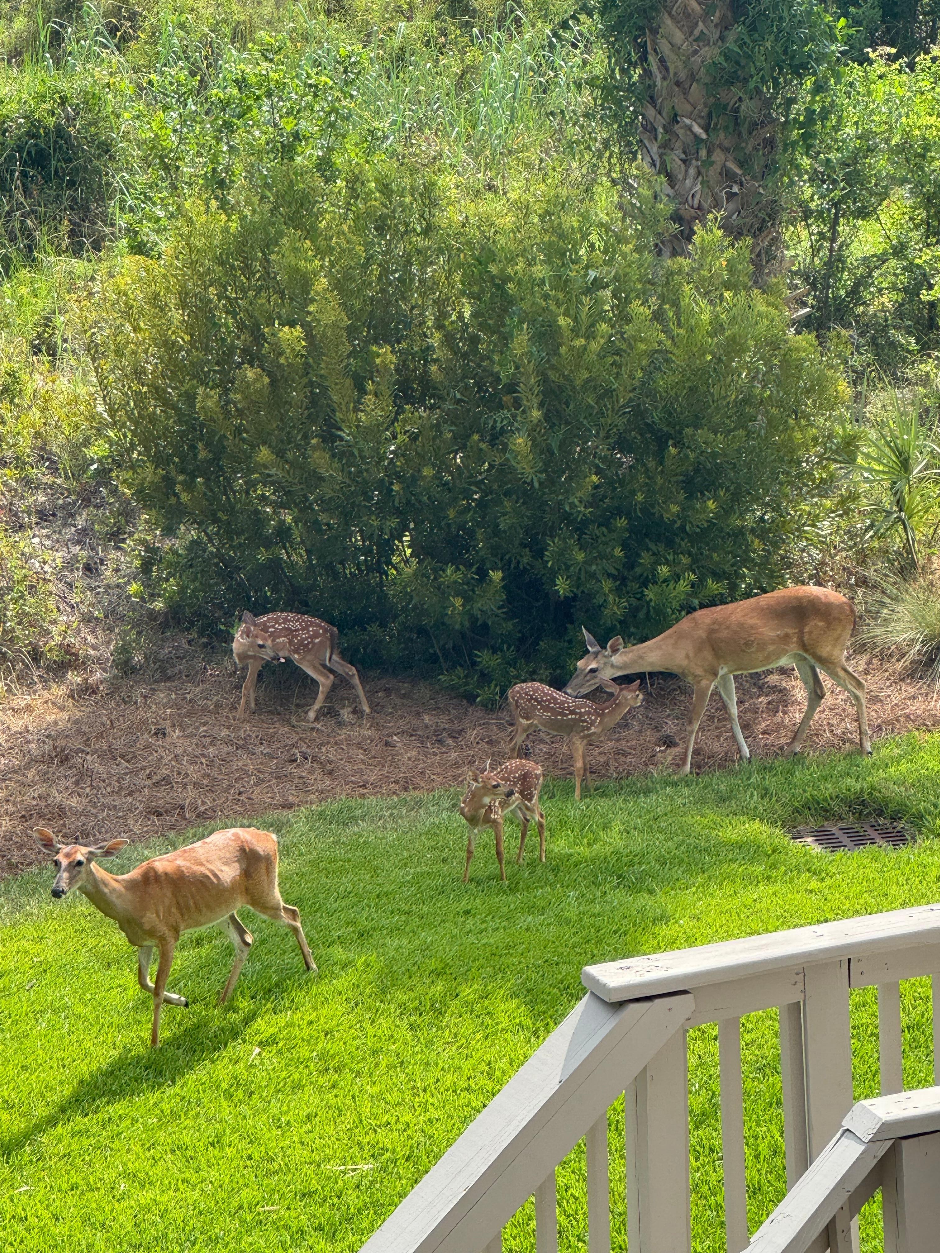 Loved the family of deer 