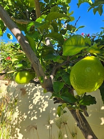 Lime tree in the backyard