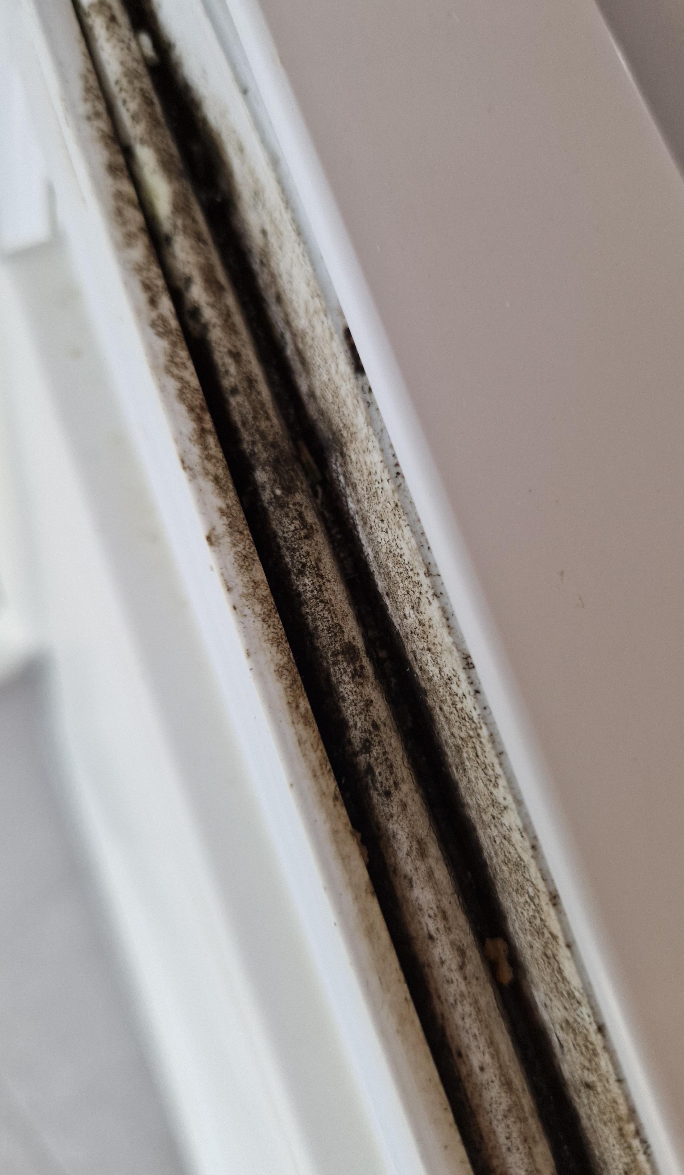 Schimmel an der Kühlschrank-Dichtung