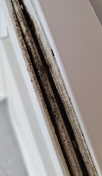 Schimmel an der Kühlschrank-Dichtung