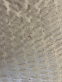 Blood marks