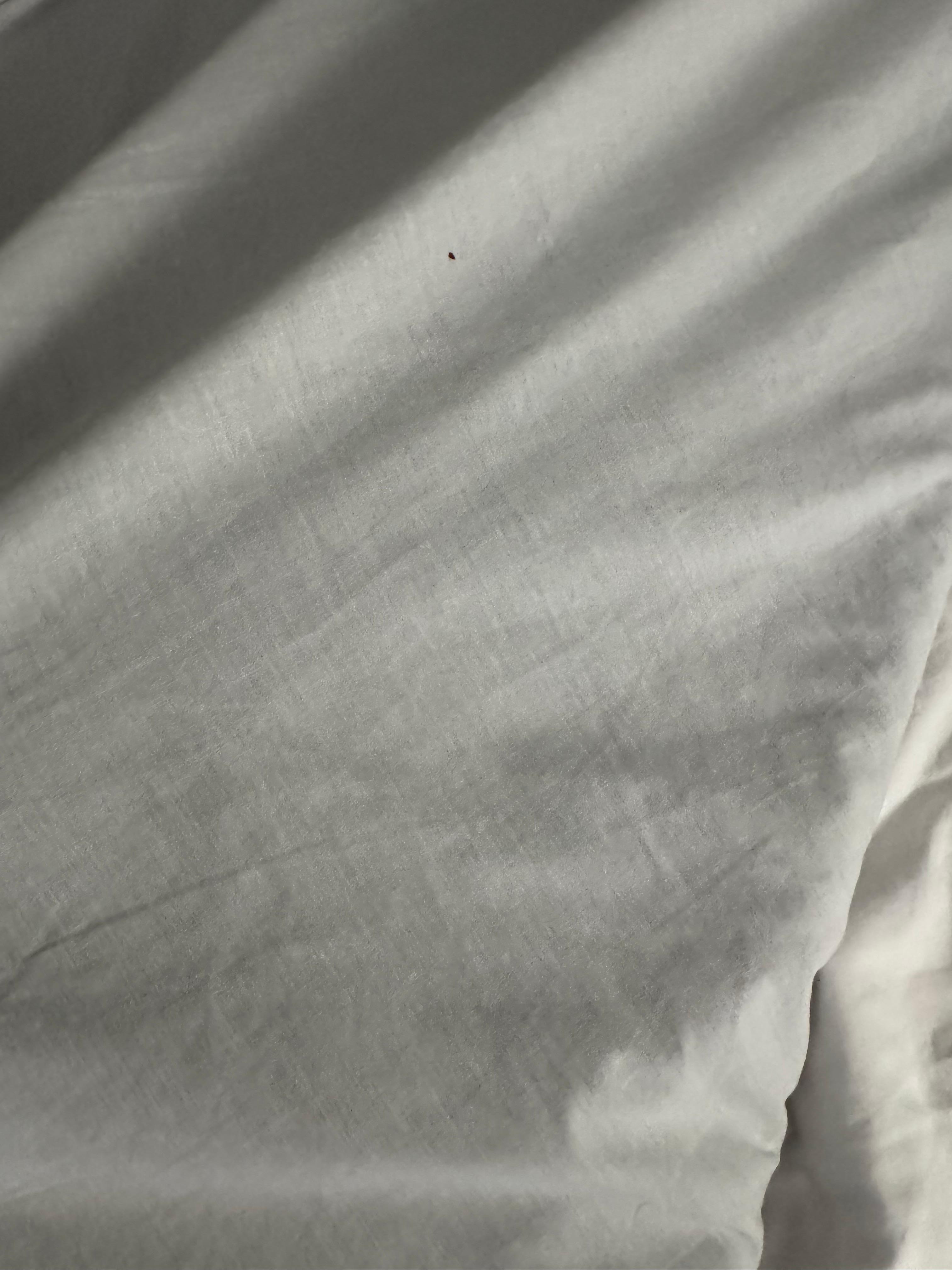 Loose dirt on other bed