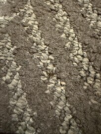 Spider on carpet