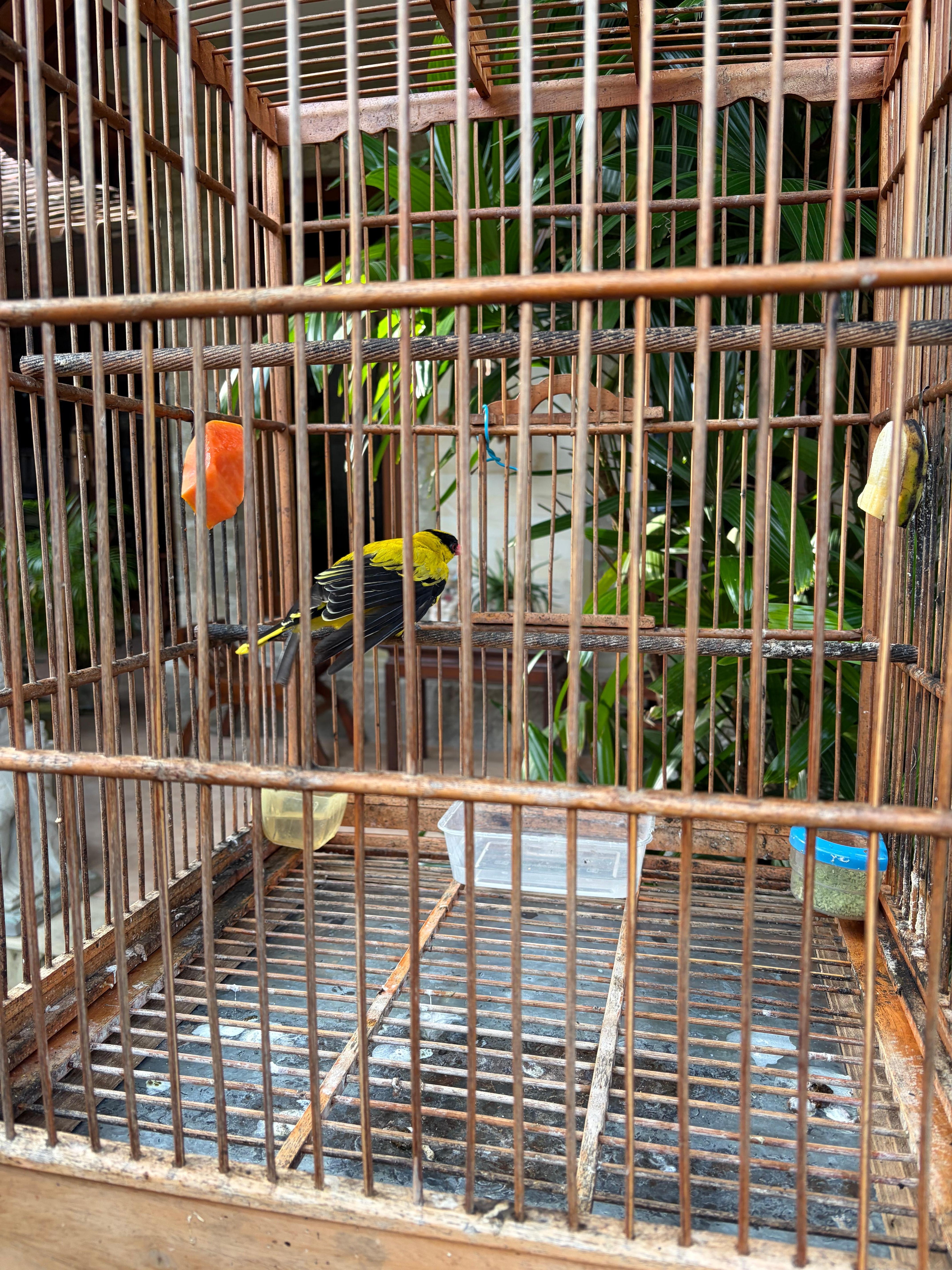 大きな黄色い鳥
終始毛を立てて威嚇笑