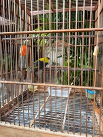 大きな黄色い鳥
終始毛を立てて威嚇笑