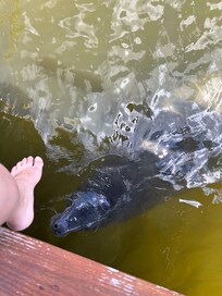 Manatees right at the dock