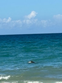 Turtles!