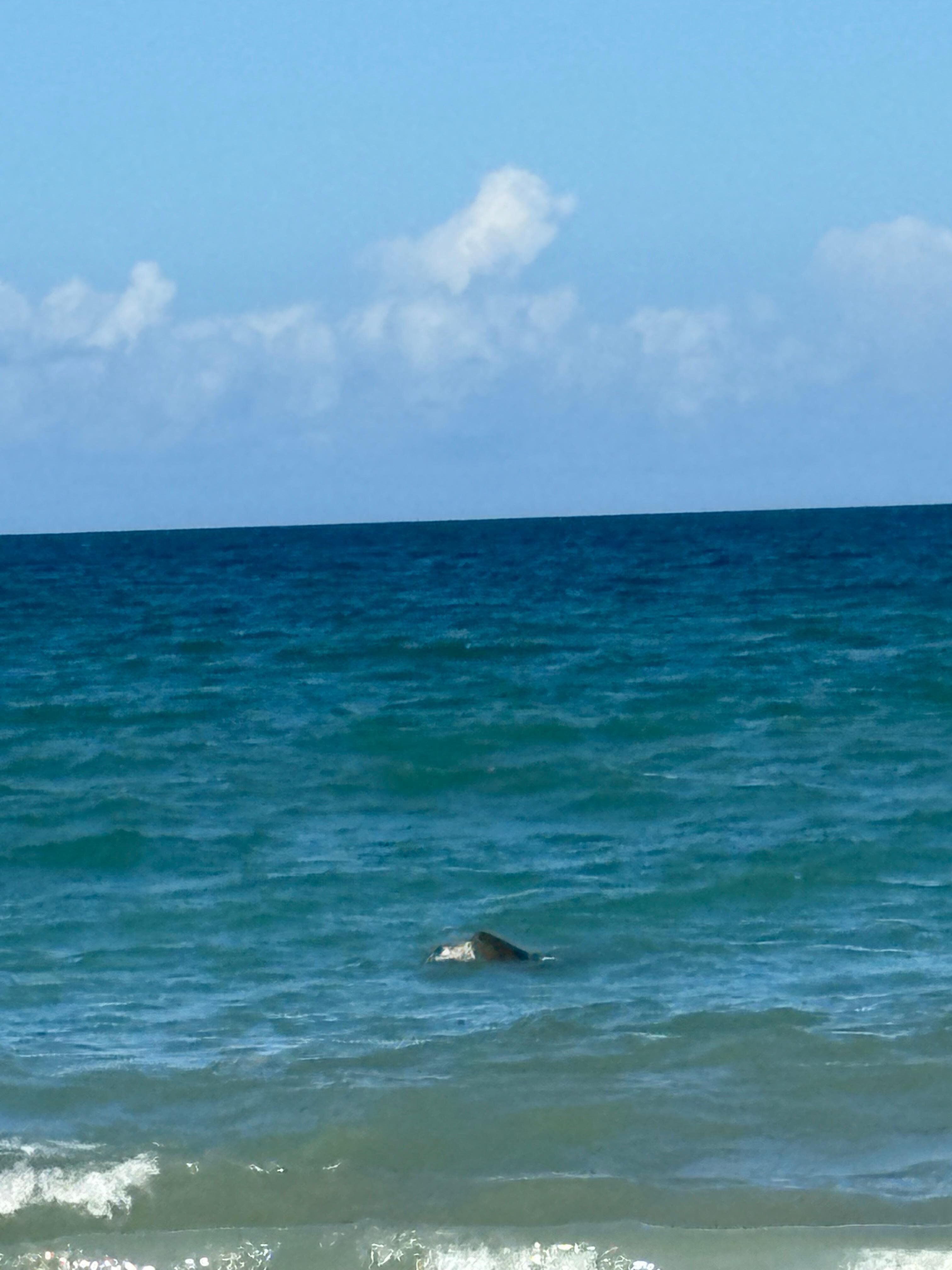 Turtles!