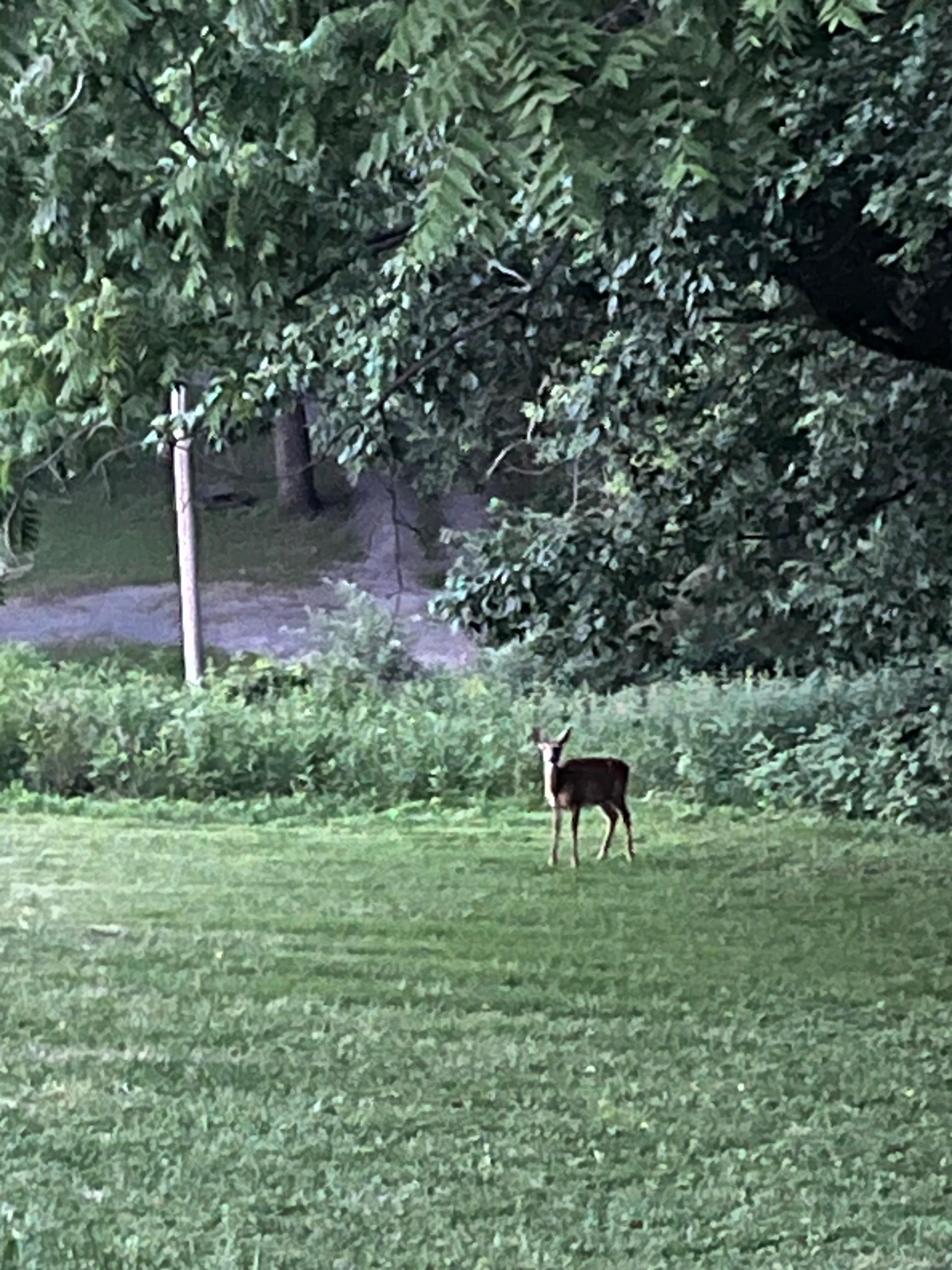Watching the wild life from the cottage