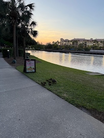 Saw some ducks and ducklings on property