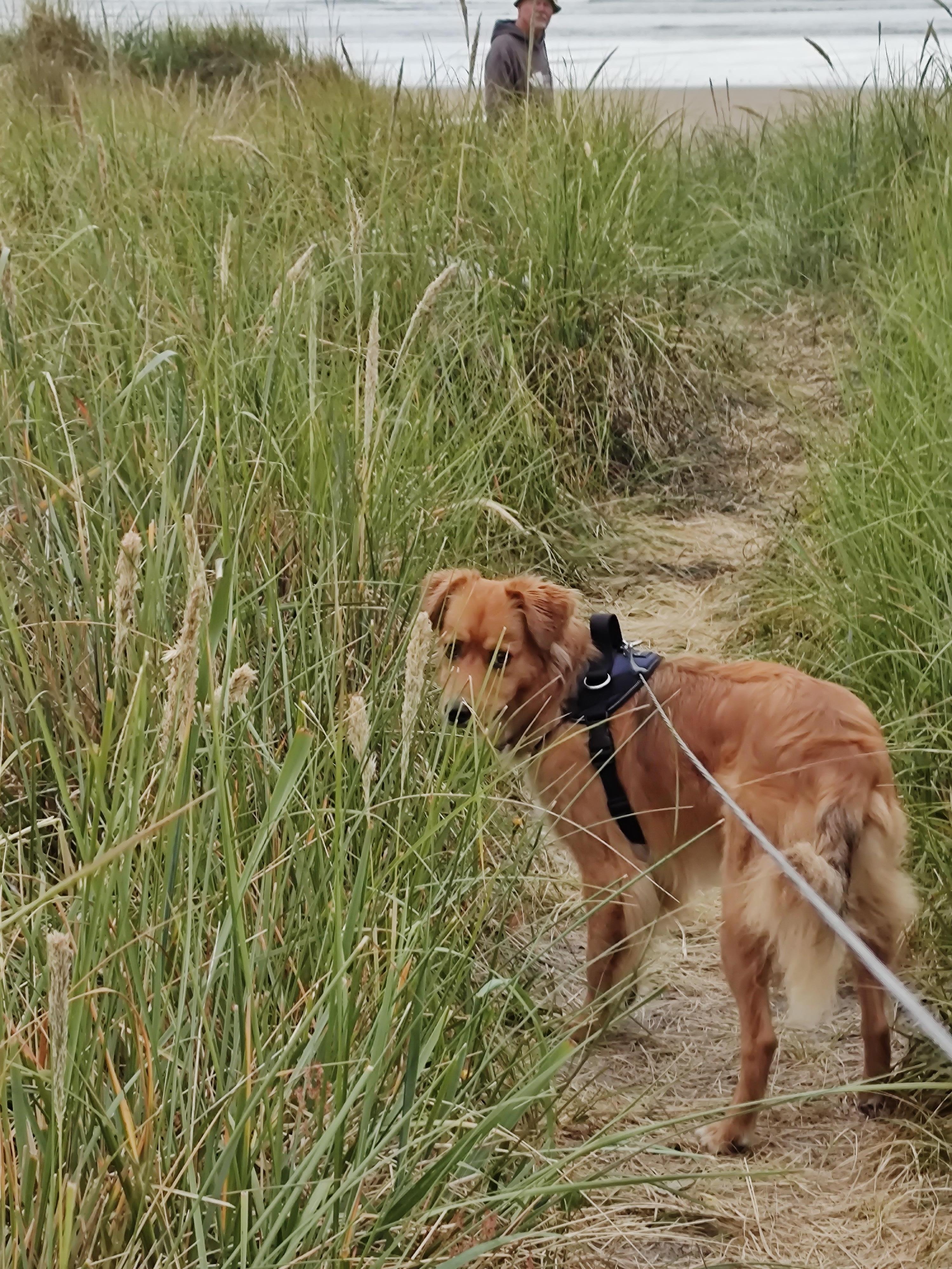 Barnie had a great first time at the beach!