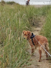 Barnie had a great first time at the beach!