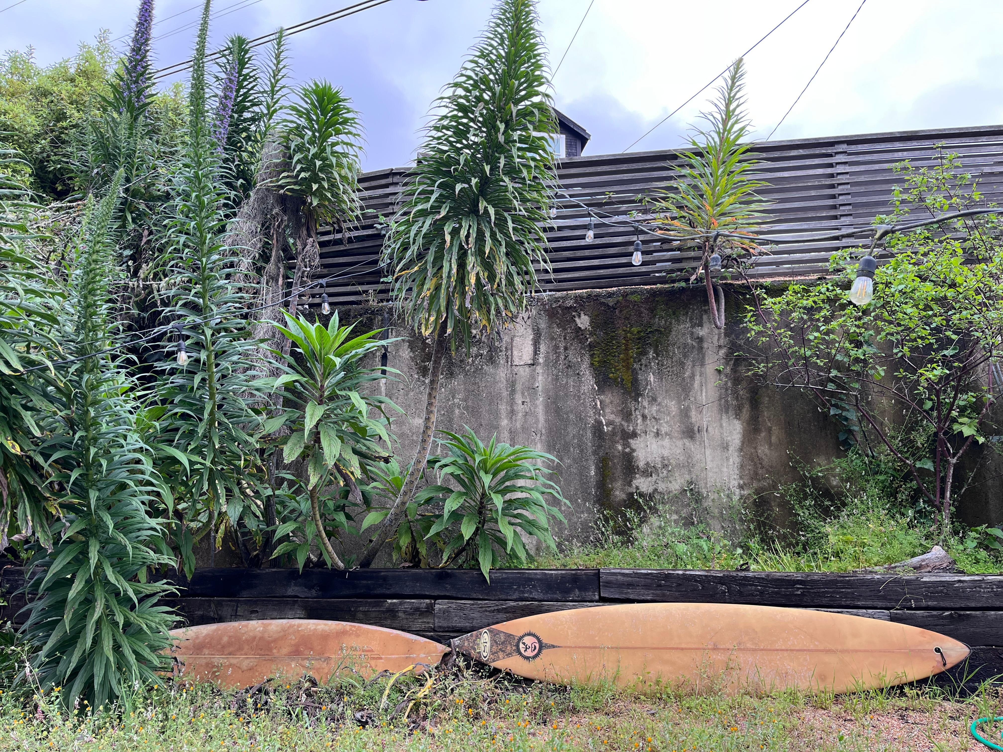 Antique big wave surfboards