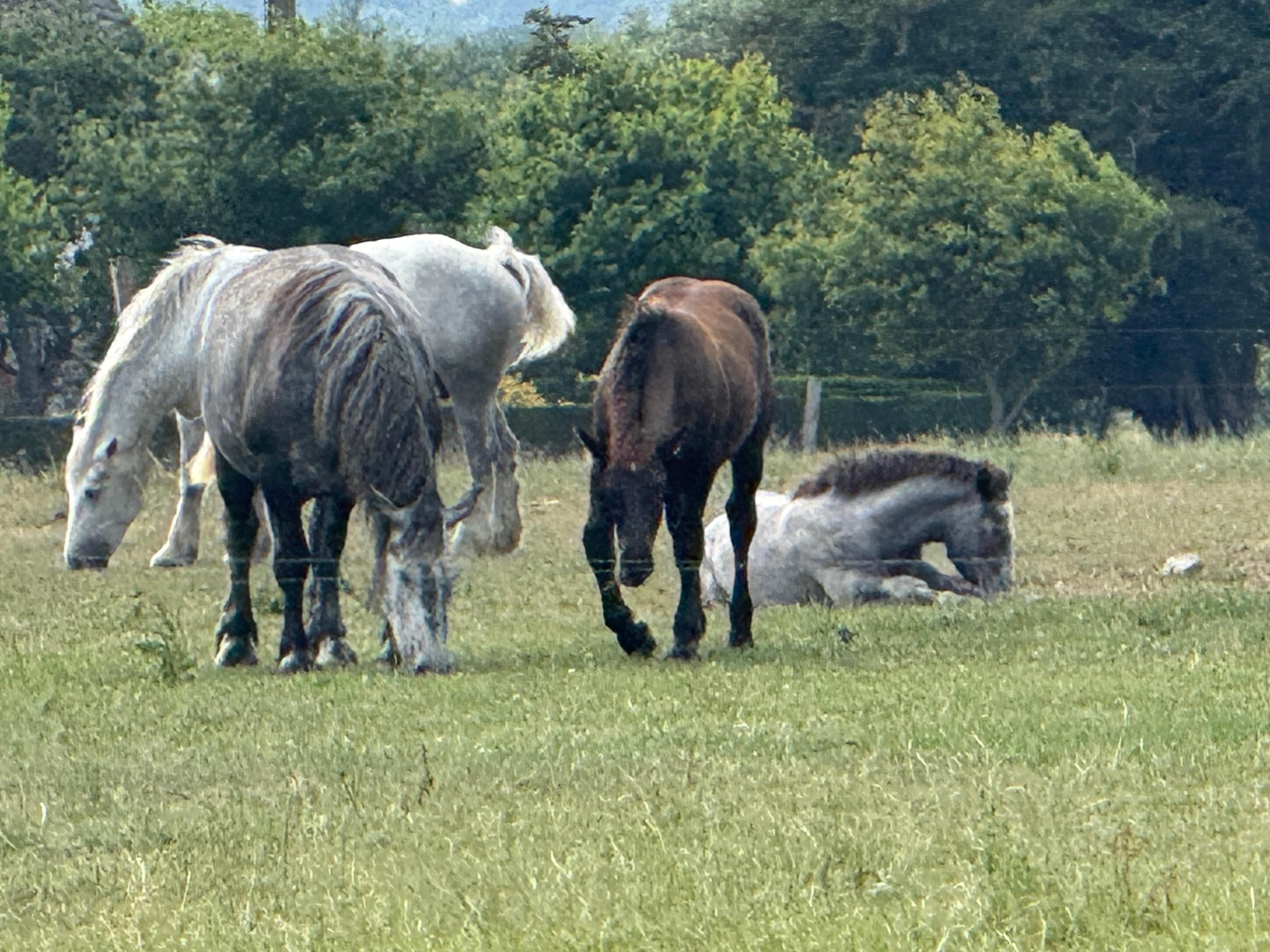 Nearby Percheron mare band with foals.