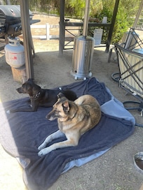 Gazebo Shade