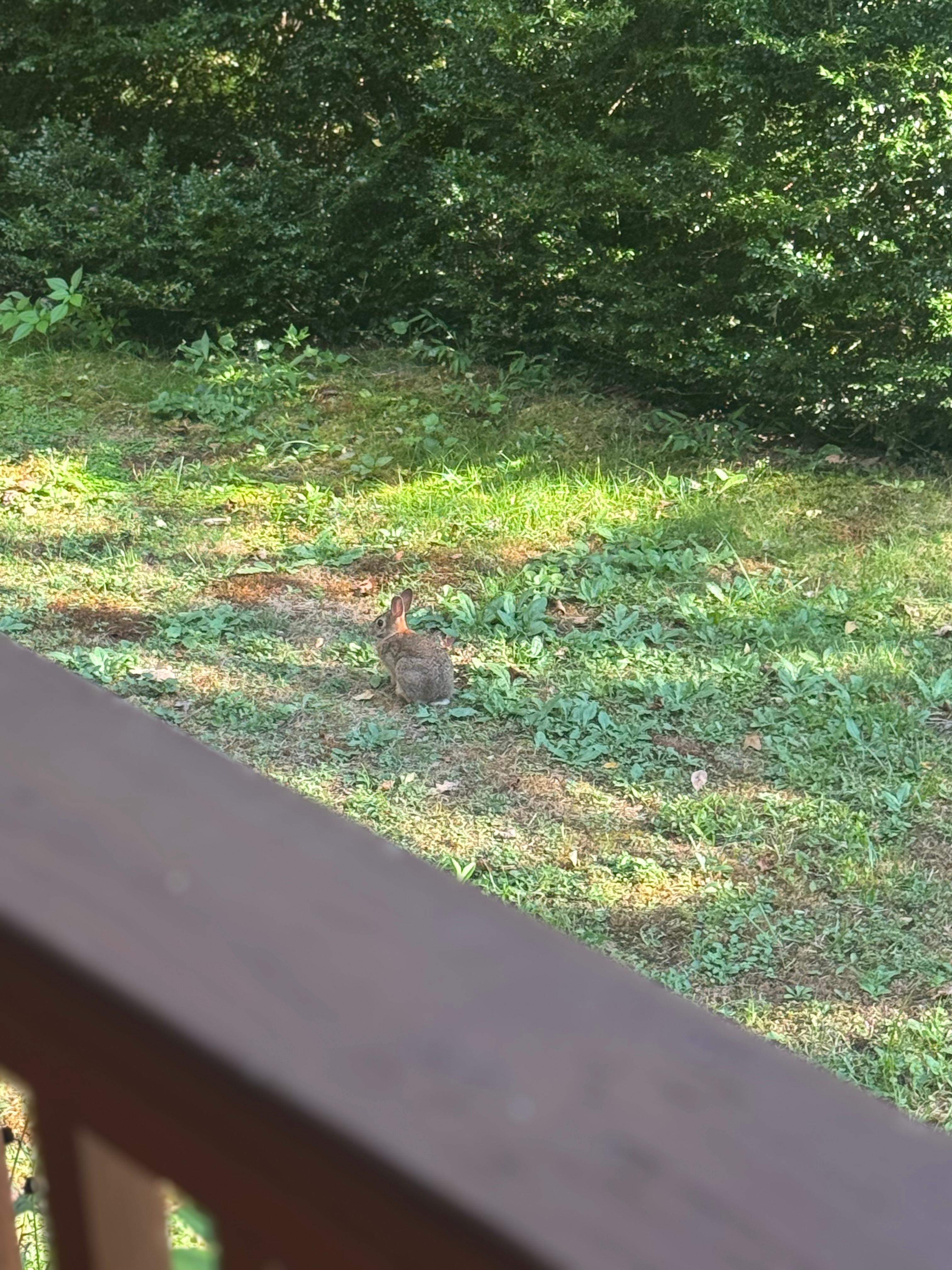 A morning bunny visit with coffee! 