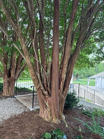Trees they have in the back of the house. Lots of bird sounds too.