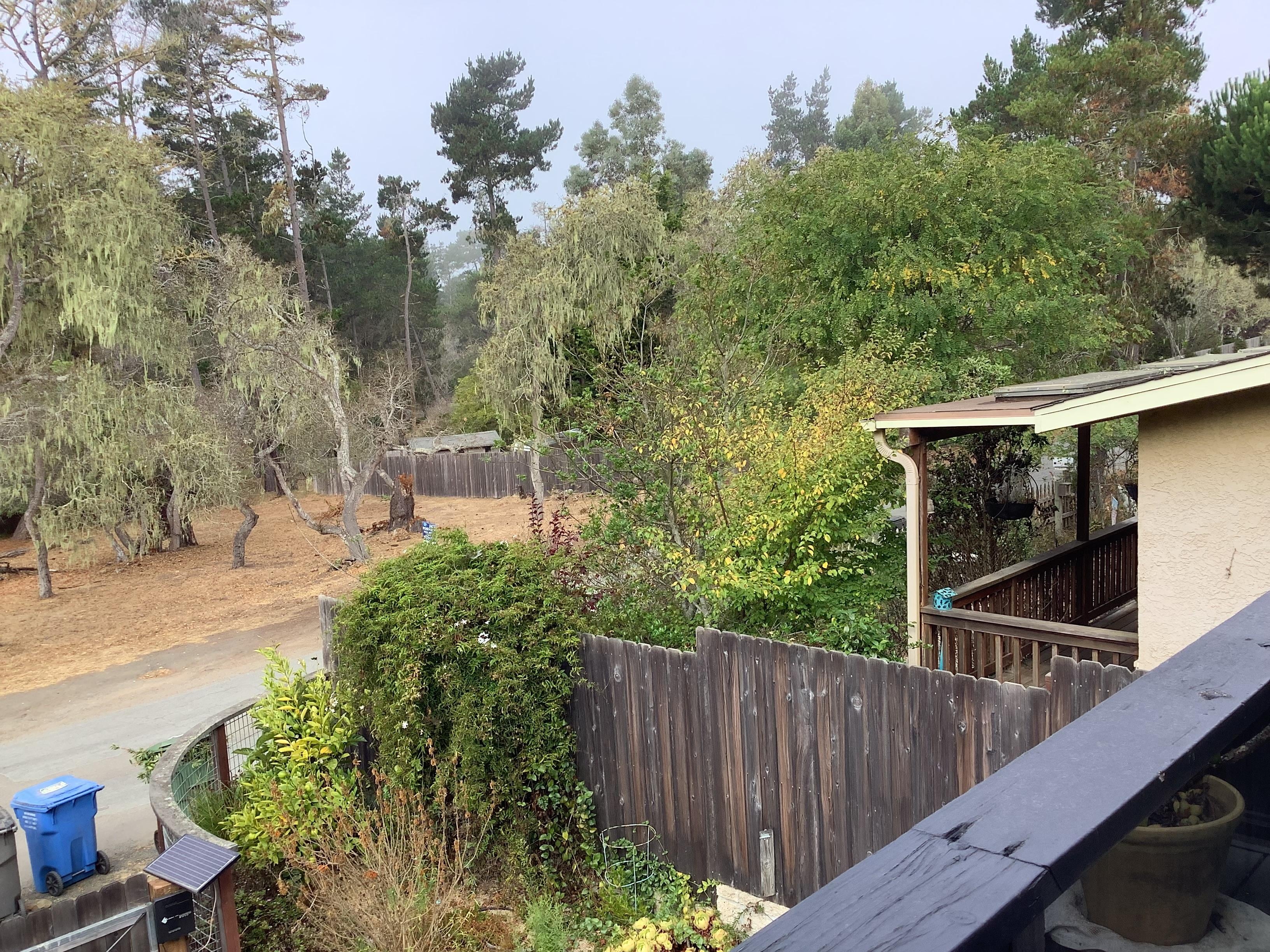 A sweet small garden with a loaded lemon tree