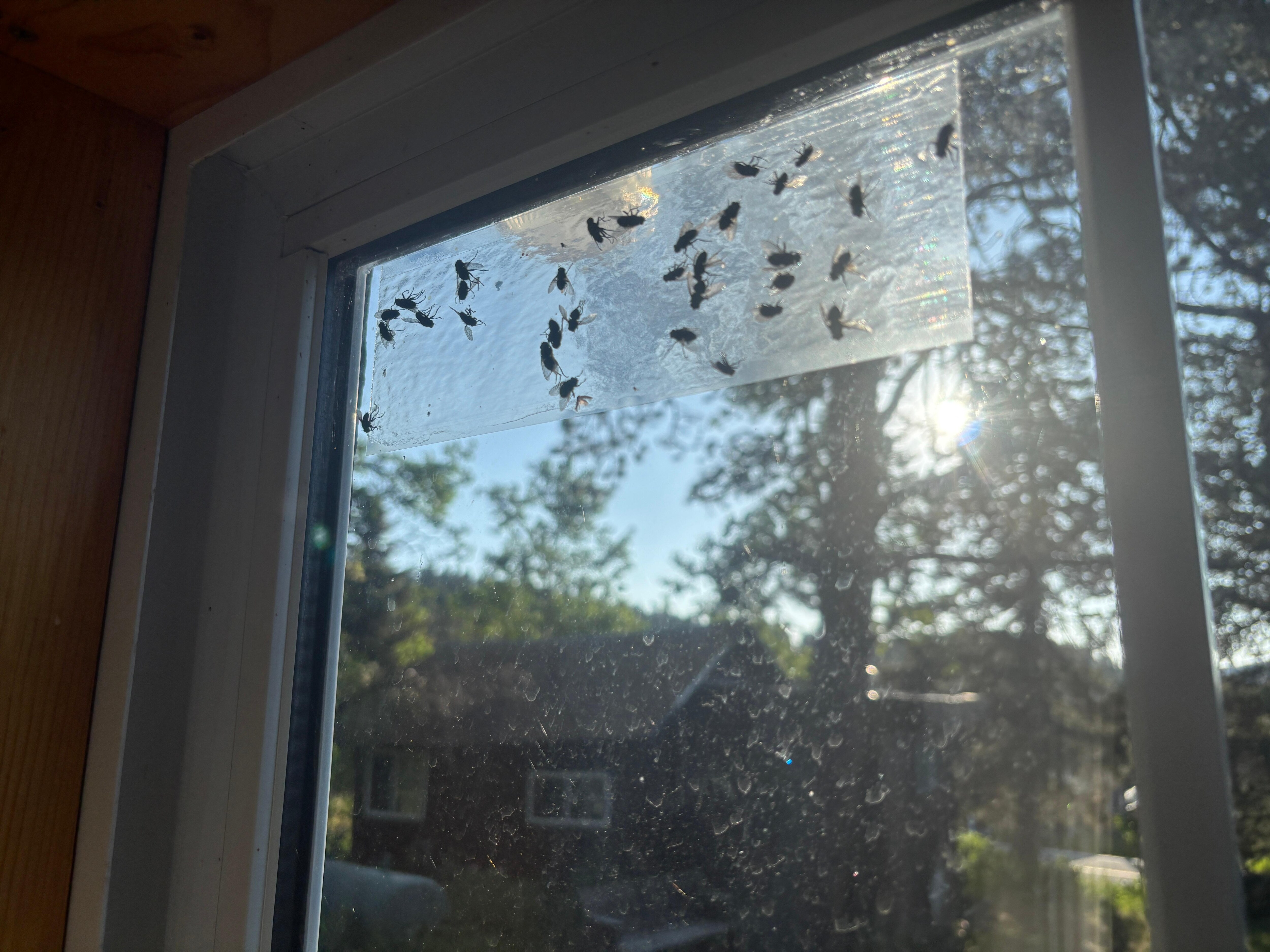 Flies in glue trap on one window. 