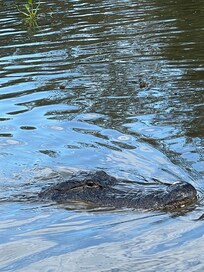 Swamp tour!!!!