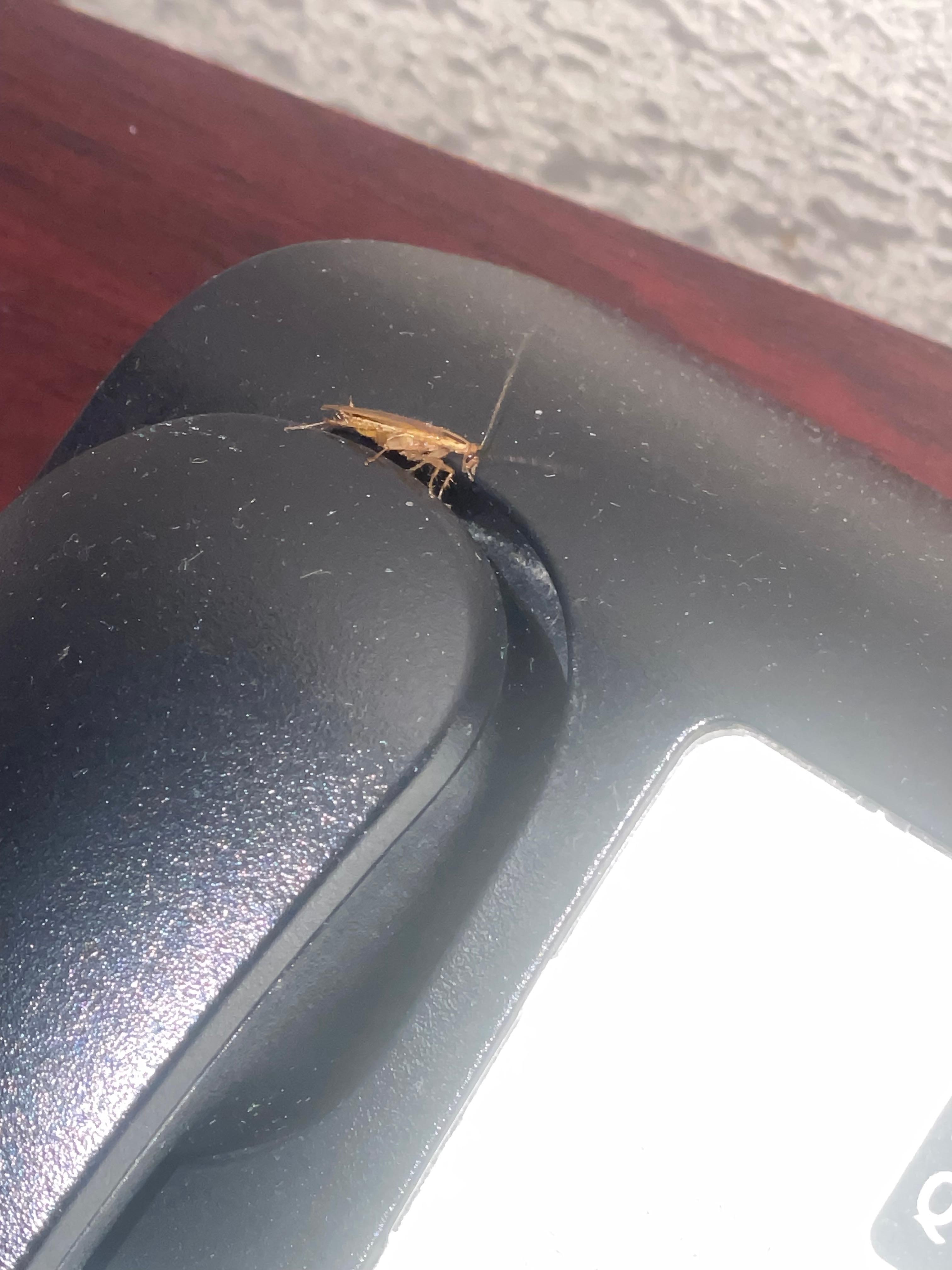 Roach on the telephone nightstand 