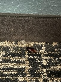 This is a photo of a roach we found in the room in our bed. We killed it and we contacted right away the front desk.