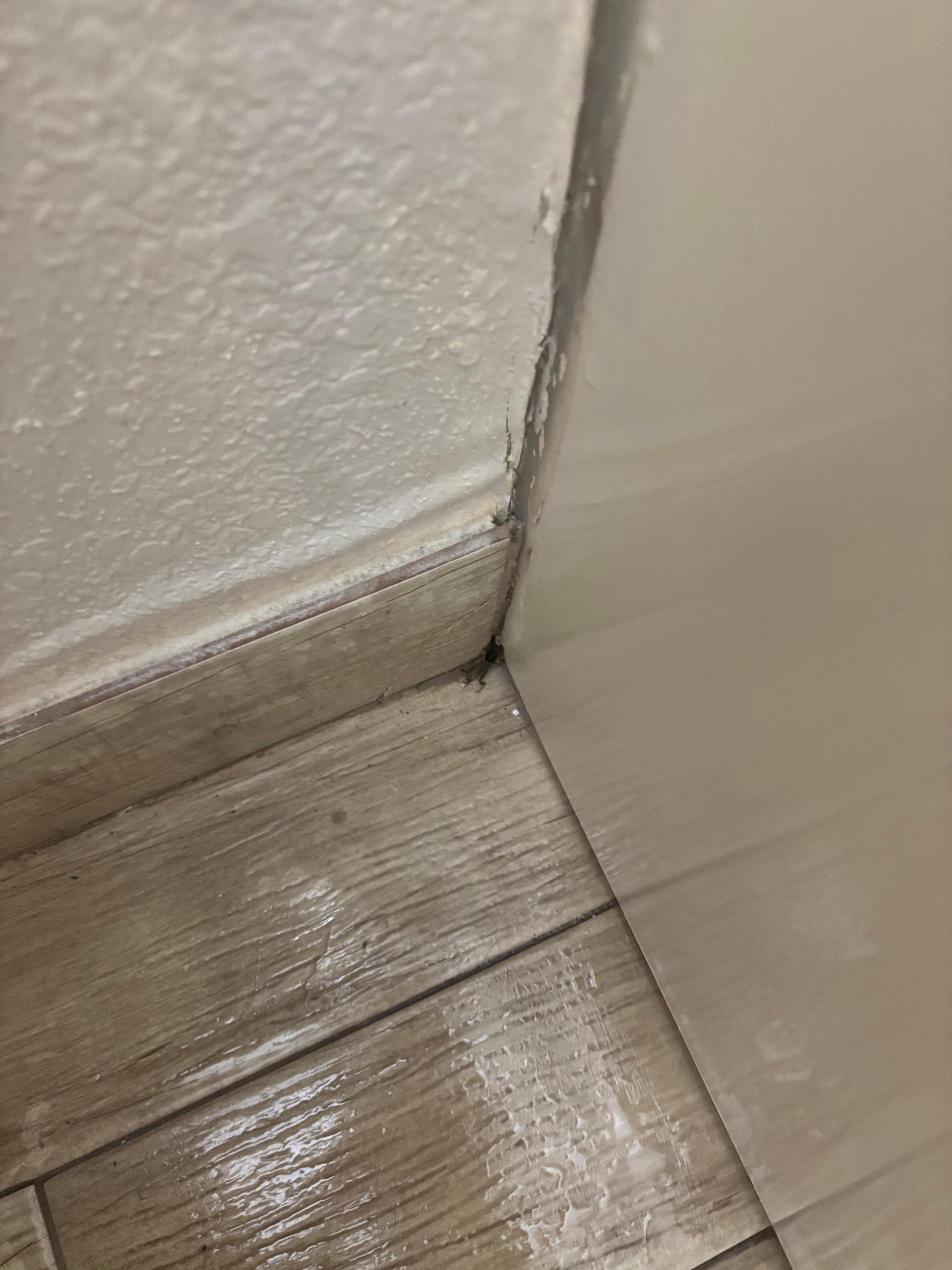 Bug in the corner