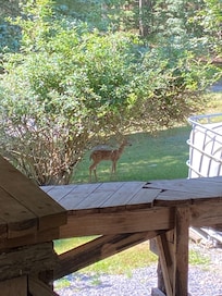 Sweet little deer!