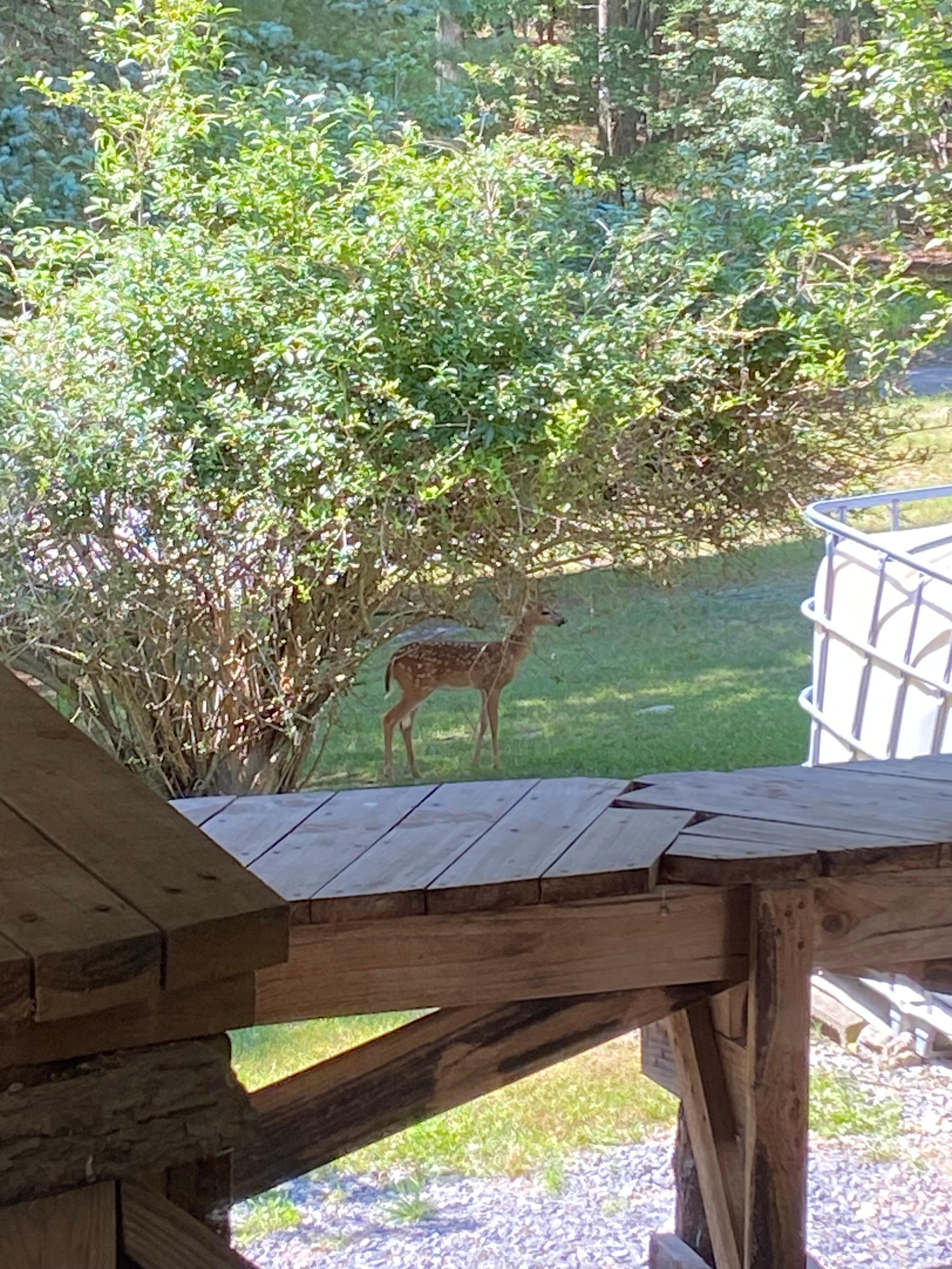 Sweet little deer!