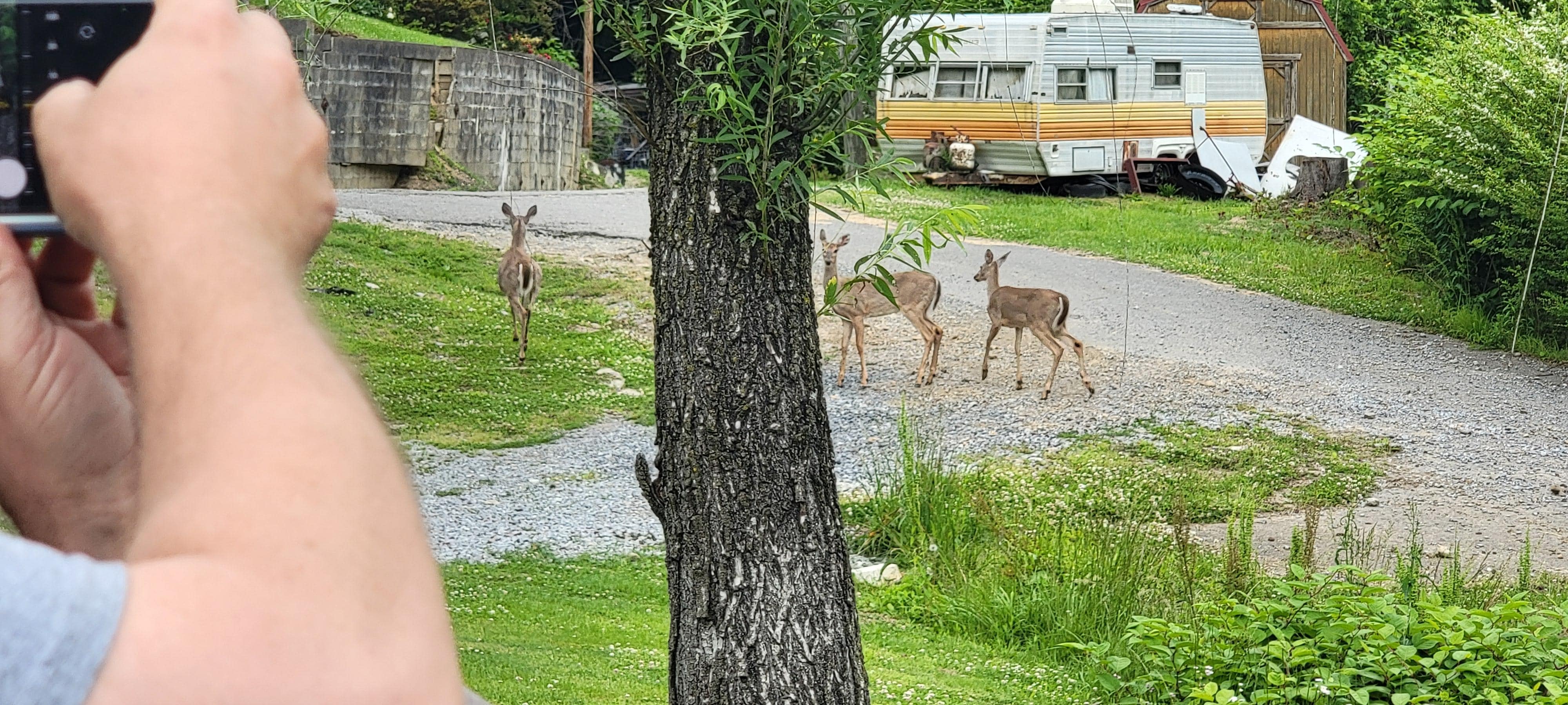 Deer right in the yard!