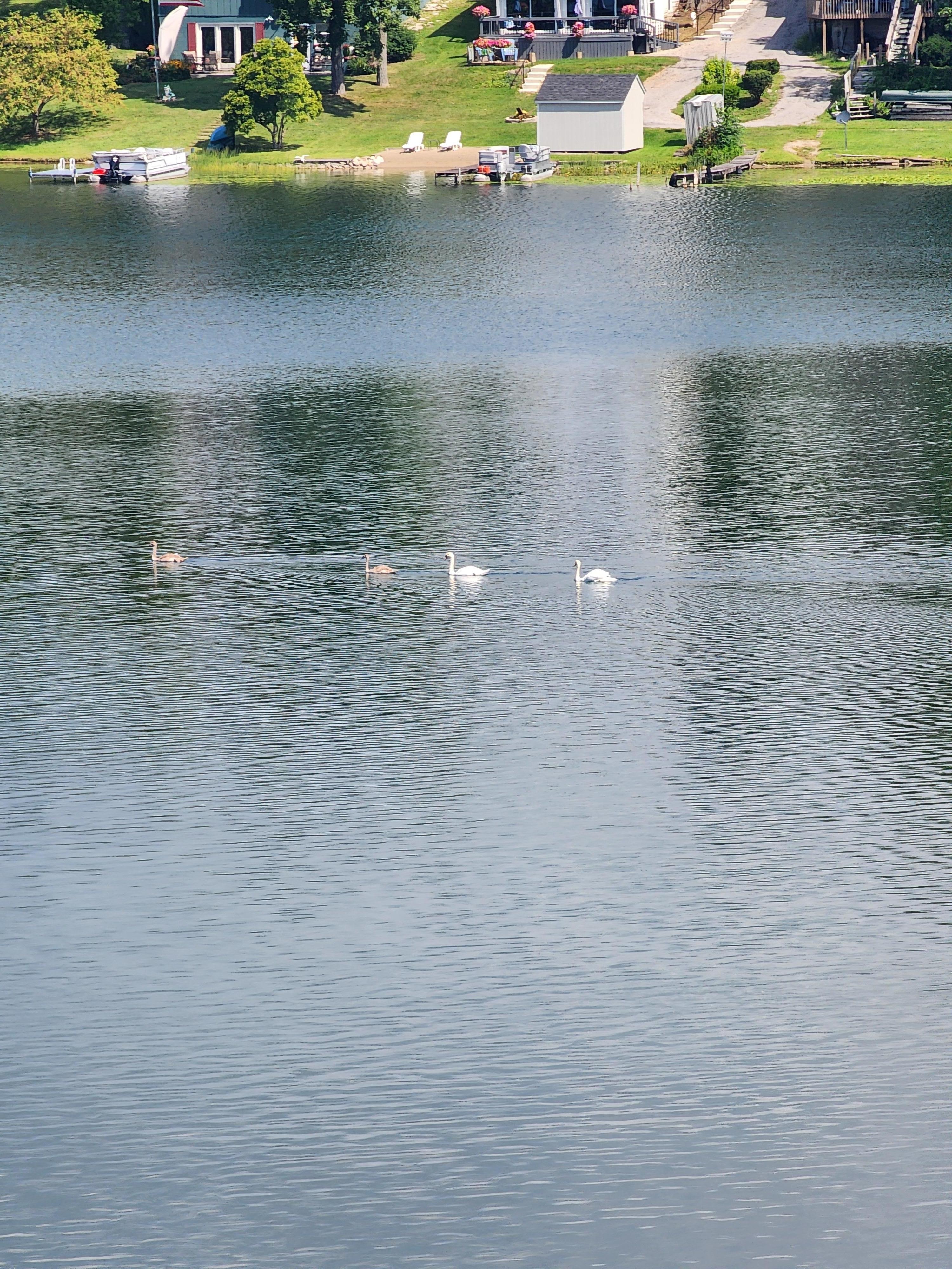 A family of swans viewed from the back deck.