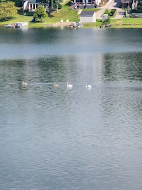 A family of swans viewed from the back deck.