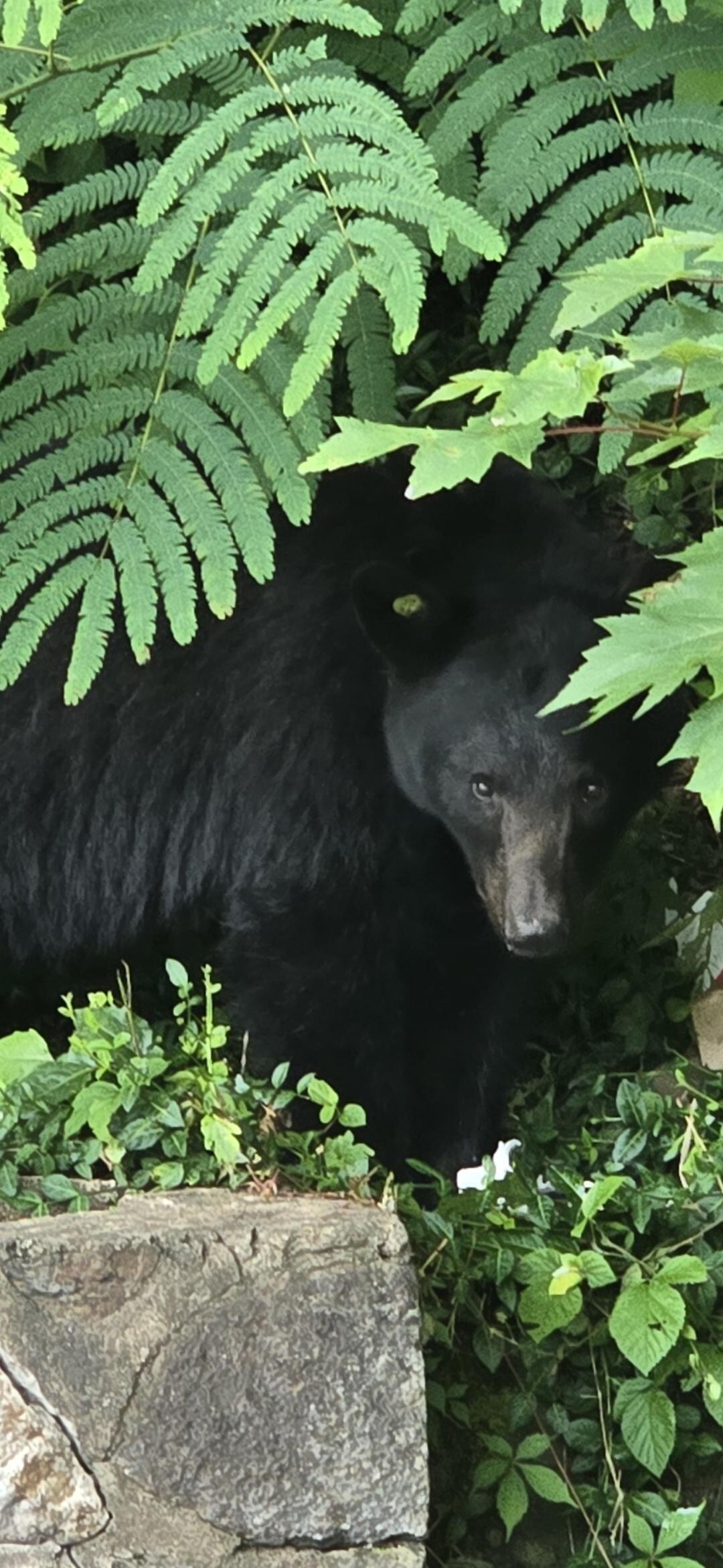 We named this one Big Boy