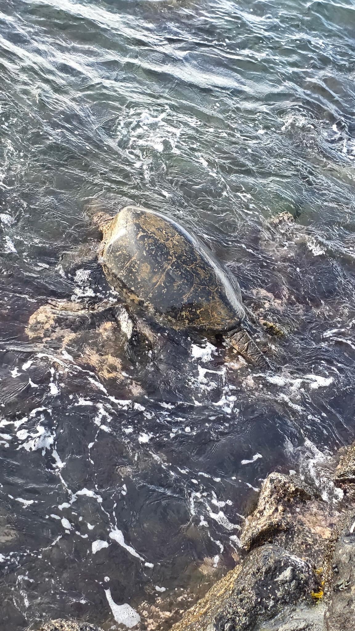 Turtles along the seawall