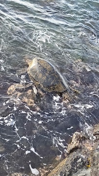 Turtles along the seawall