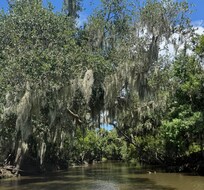 Swamp tour